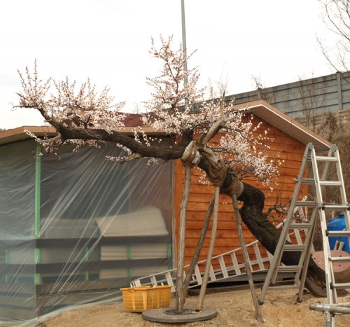 최고급 살구나무 특수목 230